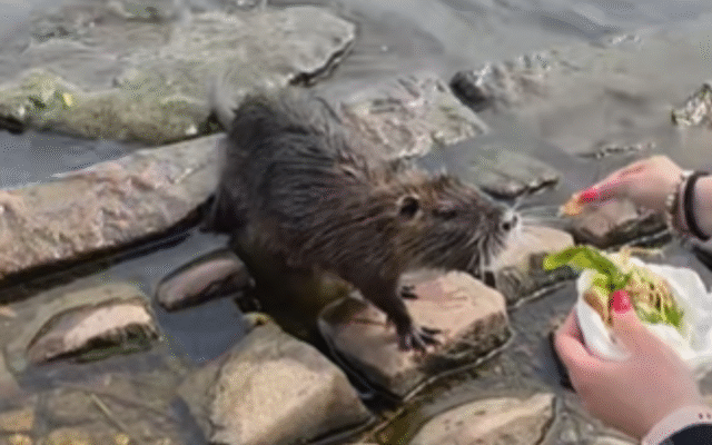 nisse-sharma-friendly-nutria.png