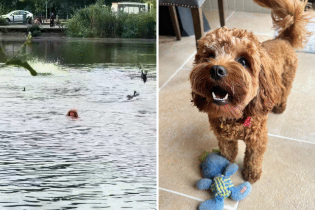 milo-cavapoo-swims-london-pond.png