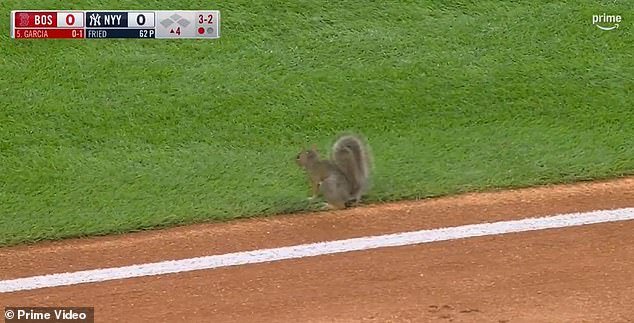 101481243-15026827-A_squirrel_interrupted_the_Yankees_Red_Sox_game_on_Friday_night_-a-82_17559123546.jpeg