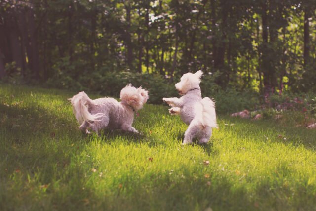 bichon-frise-dogs-play-together.jpg