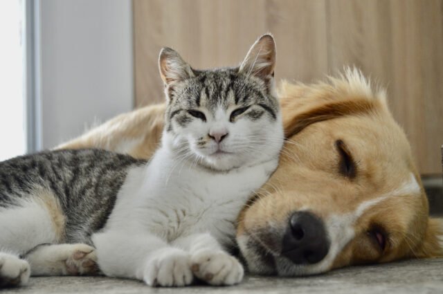 dog-cat-lie-down-together.jpg