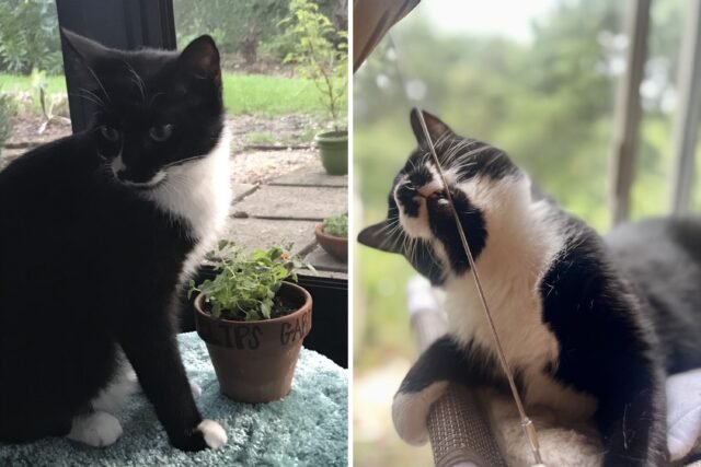 rescue-cat-florida.jpg