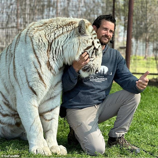 102334015-15120771-Ryan_Easley_a_handler_at_Growler_Pines_Tiger_Preserve_in_Hugo_Ok-a-25_17585028713.jpeg