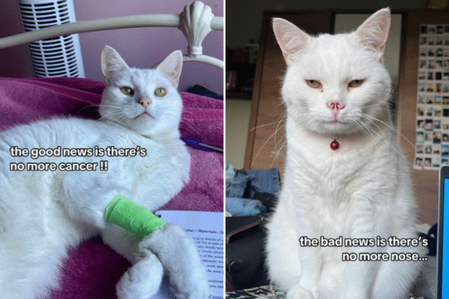 cat-loses-nose.png