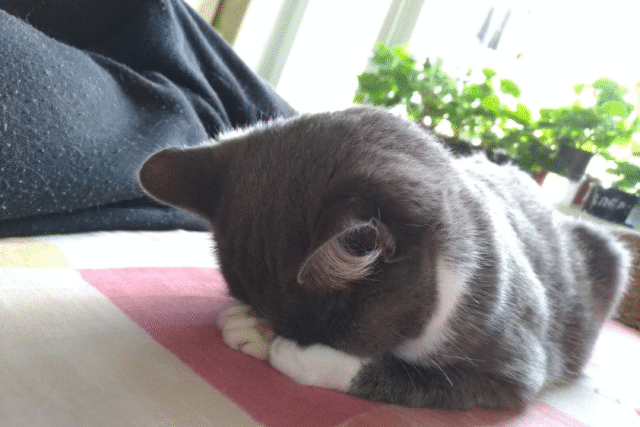 cat-sleeping-face-down.png