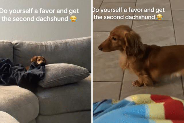 dachshund-siblings-home.png