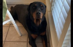 Agente de fronteira supostamente atira e mata cachorro de estimação durante varredura de migrantes na casa do Texas