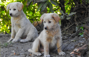 O dono joga os cachorros na floresta – a história comovente toma um rumo inesperado