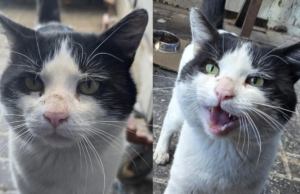 O gato de rua implora por novos donos somente depois que a casa que ele nunca conheceu parou