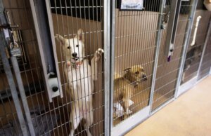 O novo diretor do abrigo de San Jose oferece um novo começo