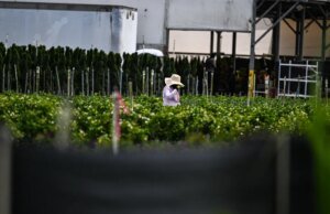 Ataques do ICE ameaçam o abastecimento de alimentos do país