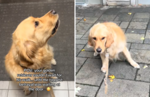 O Golden Retriever não consegue conter a emoção de um passeio – então descobre a traição