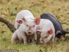 Aldeões furiosos com ‘turistas porquinhos’ assediando porcos de New Forest para tirar selfies para curtir nas redes sociais