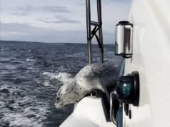 Meu destino não está selado! Momento incrível: foca escapa de baleias assassinas saltando em barco