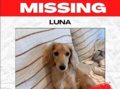 Dono de cachorro arrasado contrata detetive de animais de estimação após o desaparecimento da pequena bassê Luna: ‘Ela é minha filha’