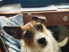 O filho da rainha, Tom Parker Bowles, luta contra o cachorro de ’15 pedras’ depois que ele ataca seu Jack Russell – deixando o cachorrinho lutando pela vida