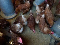 Como os incidentes de gripe aviária podem afetar os custos dos alimentos nas férias