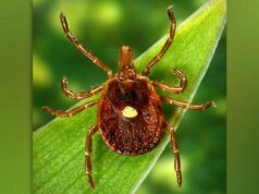 Homem de Nova Jersey é considerado a primeira pessoa a morrer de alergia à carne causada por picada de carrapato – The Mercury News