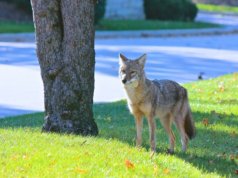 Vivendo com segurança com coiotes em Cupertino – The Mercury News