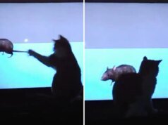 Um gato focado em laser tentando pegar um rato na TV ganha a barriga da semana