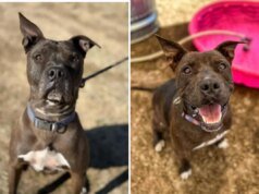 Cachorro 852 dias no abrigo, mas a equipe diz que ele ainda tem “muito” amor para dar