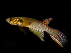 Um animal considerado extinto repentinamente em um pequeno lago