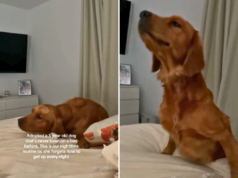 Shelter Dog Never Knew A Bed – Seu coração de rotina noturna derreteu após a adoção