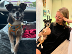 Chihuahua resgatado em abrigo tem problemas de raiva ‘severos’, então tudo muda