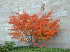 Como vencer a tristeza do inverno – também conhecido como transtorno afetivo sazonal – The Mercury News