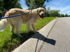 7 cachorros fofos perfeitos para proprietários de primeira viagem