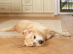 Homem recolhe Labrador no embarque, 1 hora depois fica horrorizado com o que percebe