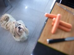 O que o Shih Tzu maltês faz quando o dono cozinha é de derreter o coração