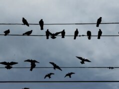 Por que os pássaros estão pousados em apenas um conjunto de linhas de energia em Newark?