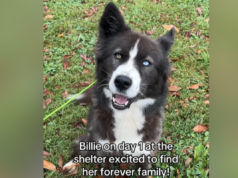 Border collie perde a esperança após 748 dias em abrigo – então tudo muda