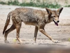 Seca ligada ao aumento de conflitos entre humanos e vida selvagem na Califórnia: estudo