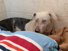 O cachorro mais velho ficou tão assustado no abrigo que se escondeu atrás da cama – então tudo mudou