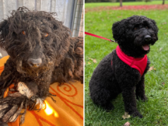 Adotei um cachorro nervoso – não acredito no que ele fez no primeiro dia