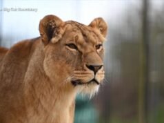ASSISTA: Grandes felinos resgatados de todo o mundo encontram lares na Inglaterra
