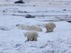 Vídeo Mãe ursa polar adota filhote durante migração