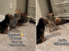 Um trio de Yorkshire terriers embarca em uma missão ‘muito séria’ para recuperar brinquedos