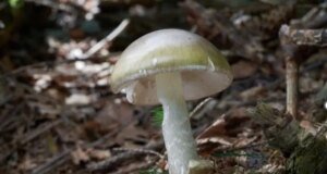 Califórnia alerta contra consumo de cogumelos selvagens após envenenamento