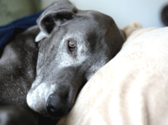 O que é demência em cães e como você pode identificar os sintomas em seu animal de estimação?