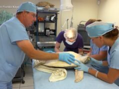 Assistir: Uma visita ao hospital de tartarugas